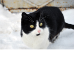 cat outside