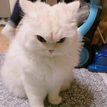 dumbfounded