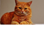 TigerCaT_STudio