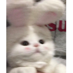 Pog apparel