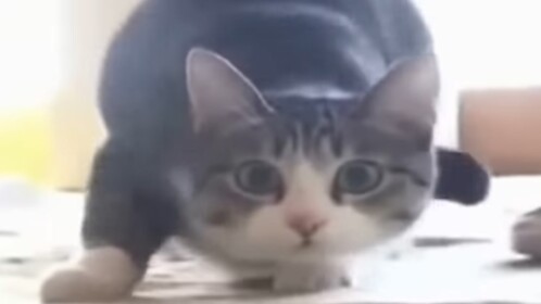 Tower of Wiggly Influence