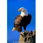 Nutty Eagle fan Group
