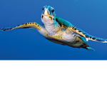 Turtles rule and there cool
