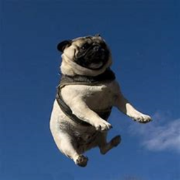 the pug lands
