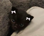 CUTE KITTY CATS TEAM