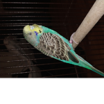 Amzar_292