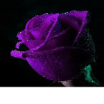The Purple Rose Club