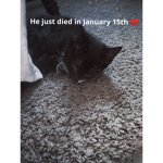Omen died...