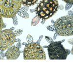 Terrapin