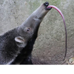 The Offical AntEater Group!