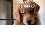 Weirdos who like doges