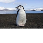 penguin squad 123