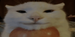 STINKY GAME COMMUNITY