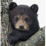 Bears_Rule