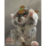 Material hamster group<3