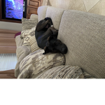 lazy dog army