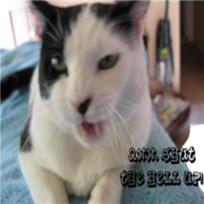 funny cat! Roblox decal