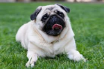 Pugs are so slay
