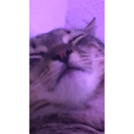 Aesthetic cat and more