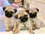 Pug Fan group for all