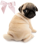 urban pugs