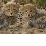The Cheetahs_AbigailEeeeee