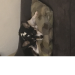 Pack of werewolves (has pups)
