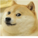 Doge master gang
