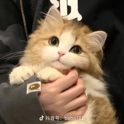Court Kitties [WCUE] Roblox group icon