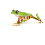 frogs toads turtles united