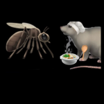 Mosquito Land