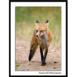 Fox's Lounge