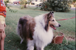 Dog fan company