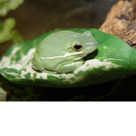 Lil froggys club
