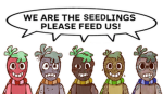 SEEDLING Nation