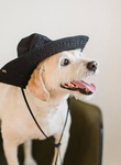 Cachorro de chapéu