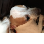 Weird doggy