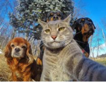 do cat ter ry