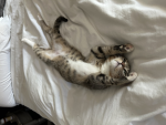 The kitties place