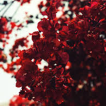 The Forgotten Garden Of Thorns