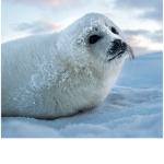 The Sweetie seal squad