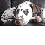 Spottiedottie