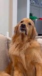 GOLDEN RETRIEVER FANCLUB1