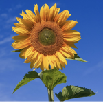SunflowerJelly
