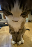 Bobux to baconxxcutexx