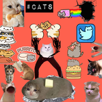 The cat WAR club