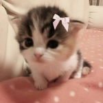 sofies beanss x