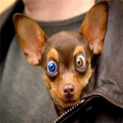 FUNNY DOG!!!!!!!!!!!!!!!!!!!!!!!!!!!!!!!!!!!!!!!!! Roblox decal