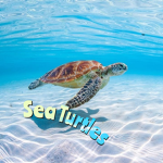 ~Sea Turtle's~