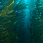 The Seaweed Squad